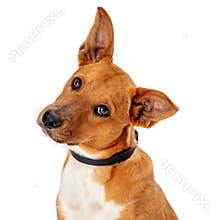 Brown Dog Tilting Head Listening - Extracted