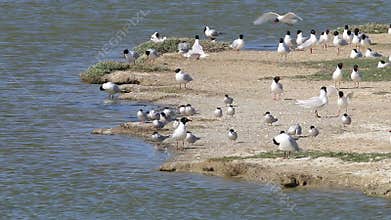 Common terns, Black-headed and Mediterranean gulls, breeding season, Noirmoutier, France