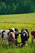 Cows Grazing in Vermont
