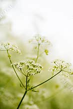 Beauty in nature