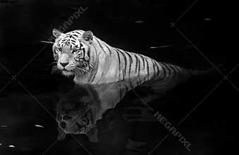 White tiger