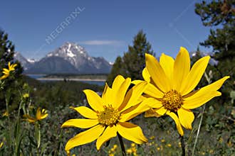 Grand tetons in the spring