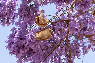 Jacaranda tree in bloom and showing seed pods
