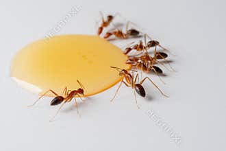 Ants eating honey drop on a white background