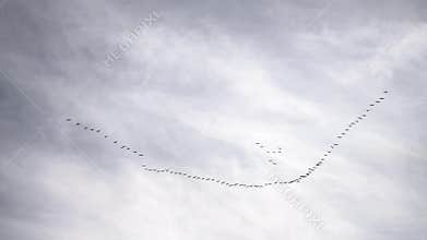 Flock of cranes or storks flying against cloudy sky
