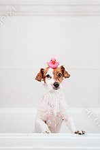 cute lovely small dog wet in bathtub, clean dog with funny pink toy duck on head. Pets indoors