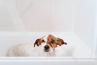 cute lovely small dog wet in bathtub, clean dog. Pets indoors