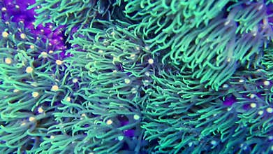 Green Star Polyp Soft Corals in Current