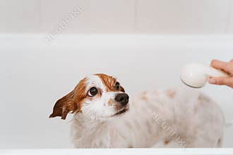 cute lovely small dog wet in bathtub, clean dog. Woman washing her dog. Pets indoors
