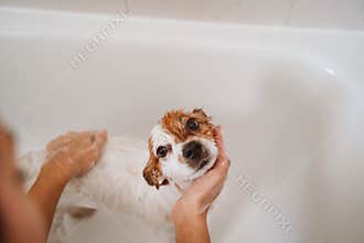 cute lovely small dog wet in bathtub, clean dog. Woman washing her dog. Pets indoors