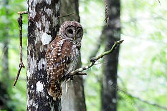 Barred Owl