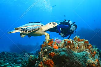 Hawksbill Turtle (Eretmochelys imbricata)and Diver