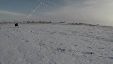 Horses Running Past Through Snow During Colorado Winter