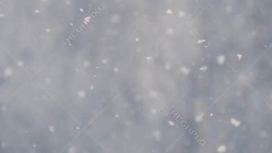 Snow falling with a bare tree in the background