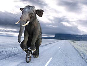Funny Elephant Riding Bike, Bicycle, Surreal