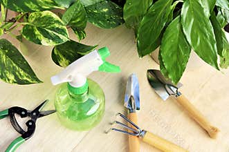 Gardening tools and houseplants