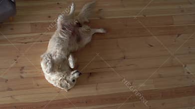 Care and love for pets. little boy in the home hugs with a golden retriever big dog, top view