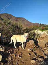 hiking in desert with dog