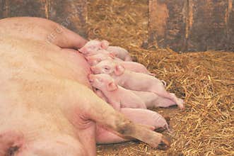 Baby Pigs Feeding with Mother