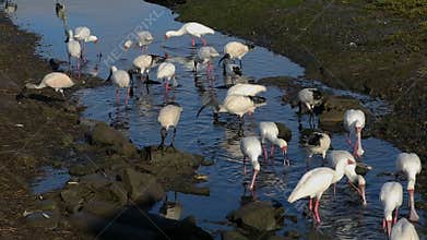 African spoonbills and sacred ibises foraging