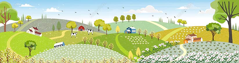 Rural farm landscape with green fields, farm house, barn, animals cow, blue sky and clouds,  Vector cartoon Spring or Summer