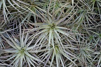 A group of air plants on the wall as a natural decoration