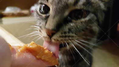 Pet - cat knows what is healthy food. Vegetarian cat is eating mashed vegetables from hand, close up shot.