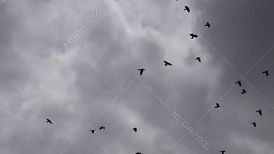 4k Crows Flying on Cloudy Sky, Flock of Crows Ravens in Flight, Birds in Air, Summer