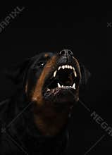 Angry dog with open mouth. Pet catches food. Rottweiler snarls