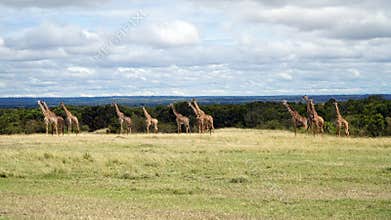 A Group of Giraffes Standing