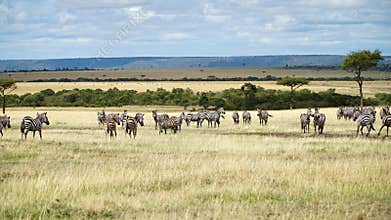 African Zebras in Savanna. Wildlife of Africa.