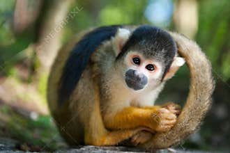 Cute squirrel monkey