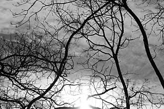 Black White Tree