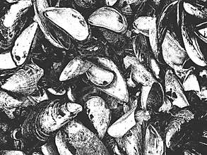 Distress old cracked concrete wit seashell vector texture. EPS8 illustration. Black and white grunge background. Stone, asphalt,