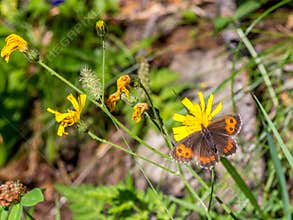 Butterfly on the flower in the canton of Valais Switzerland