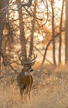 Whitetail Deer Buck at Sunrise