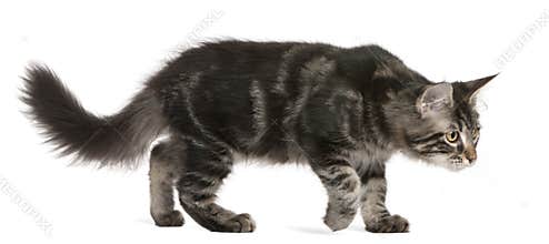 Maine Coon kitten, 4 months old, walking