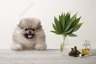 smiling pomeranian puppy dog and marujuana cannabis sativa weed leaves, flower bud and CBD oil in glass dropper bottle