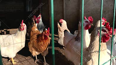 Chickens in the chicken coop. Cultivation and maintenance of poultry for own meat and eggs in farm household needs. Small farms, L