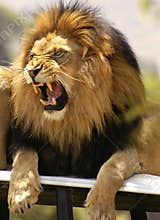 Lion roaring and showing his very long and sharp teeth.