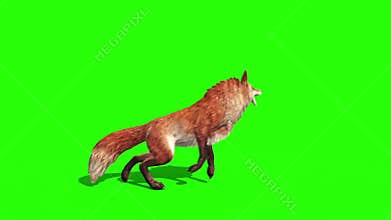 Fox Attacks Side Green Screen 3D Rendering Animation Animals