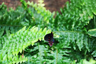 In the Black Cardinal butterfly, the bright coloring