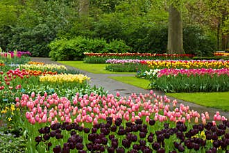 Spring tulips Keukenhof