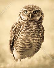 Owl