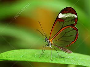 Glass wing butterfly