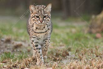 Geoffroys cat