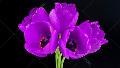 Beautiful bouquet of blue, purple tulips on a black background. Timelapse of blue,purple tulip flowers opening