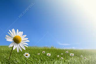 Ecology and environment concepts