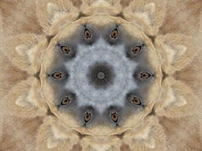 Eyes & Ears Abstract