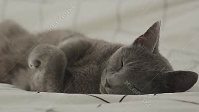 Grey Short Hair Domestic Cat Relax on Bed